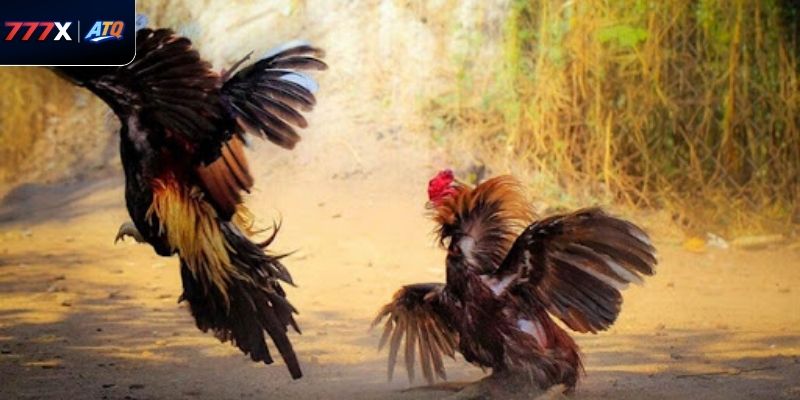 Nơi quy tụ những trận đối đầu mãn nhãn