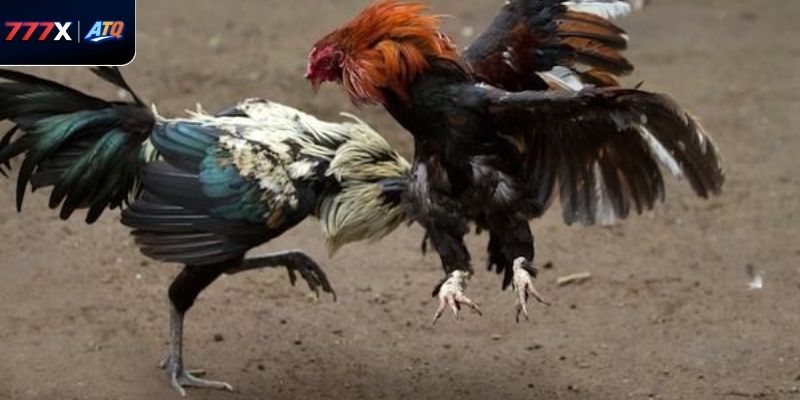 Vài nét xoay quanh trực tiếp đá gà azpro