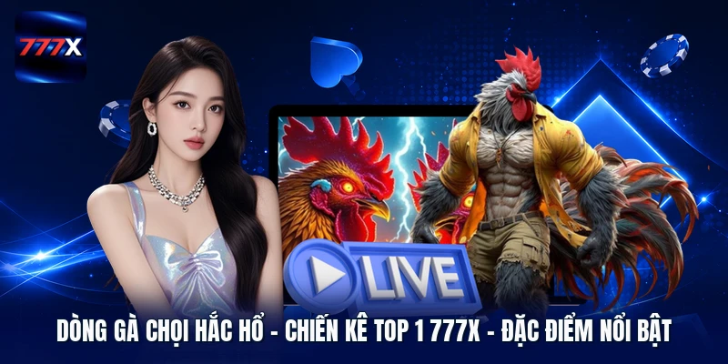 Dòng Gà Chọi Hắc Hổ | Chiến Kê Top 1 777X - Đặc Điểm Nổi Bật