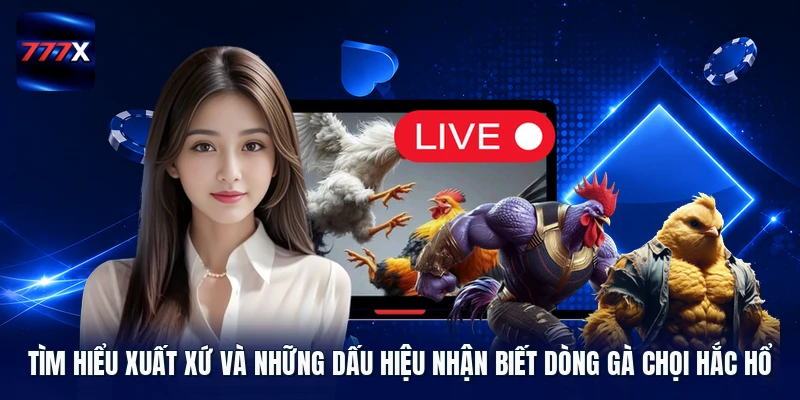 Tìm hiểu xuất xứ và những dấu hiệu nhận biết dòng gà chọi hắc hổ