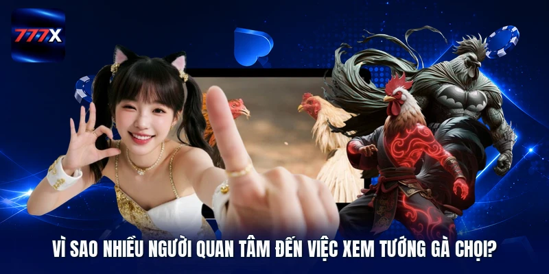 Vì sao nhiều người quan tâm đến việc xem tướng gà chọi?